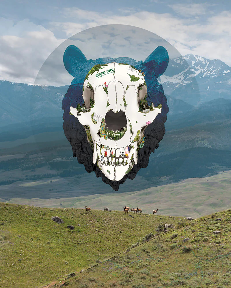 Link to Grizzly Country
